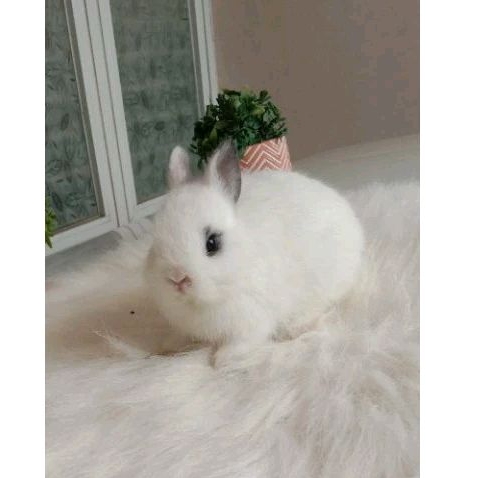 KELINCI NETHERLAND DWARF ND NEDERLAN DWARF NETHERLAND DAF 2