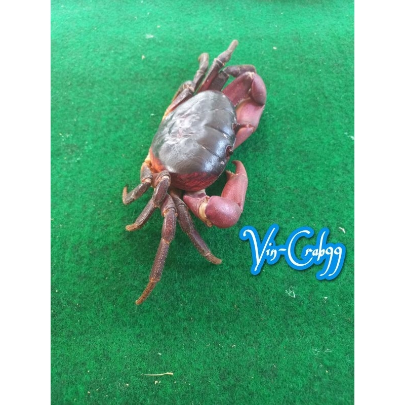

Kepiting Tawar Gecarcoidea Humei Langka