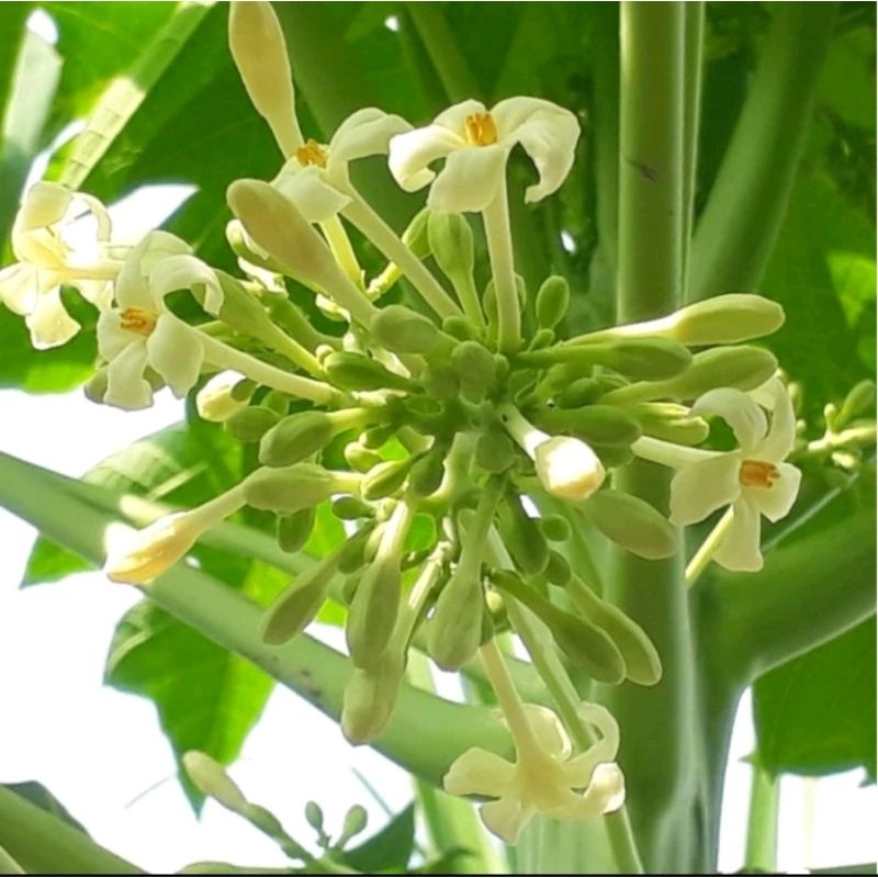 

bunga pepaya jantan segar paket (250)GRAM