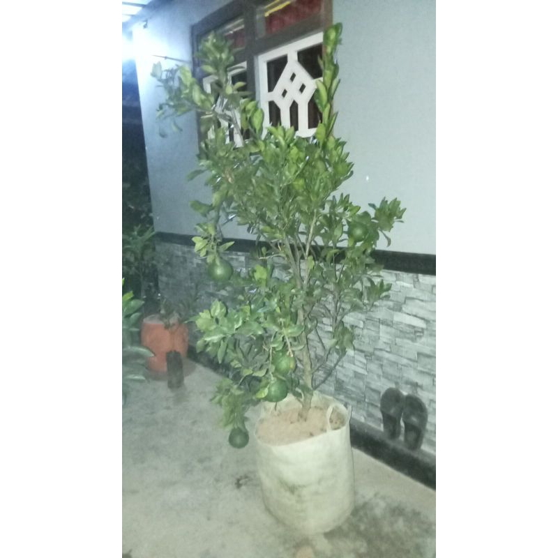 Pohon Jeruk Dekopon Besar berbuah