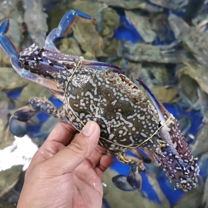 rajungan hidup rajungan fresh segar 1kg