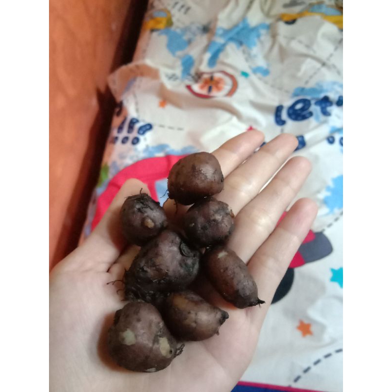 

Umbi Kentang Hitam 1kg Kentang Mini
