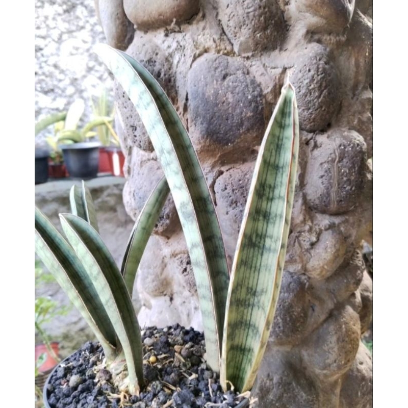 Sansevieria Silver bat