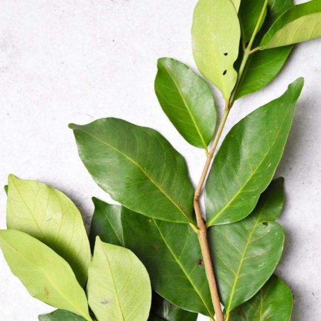 

Daun Salam 100 gram