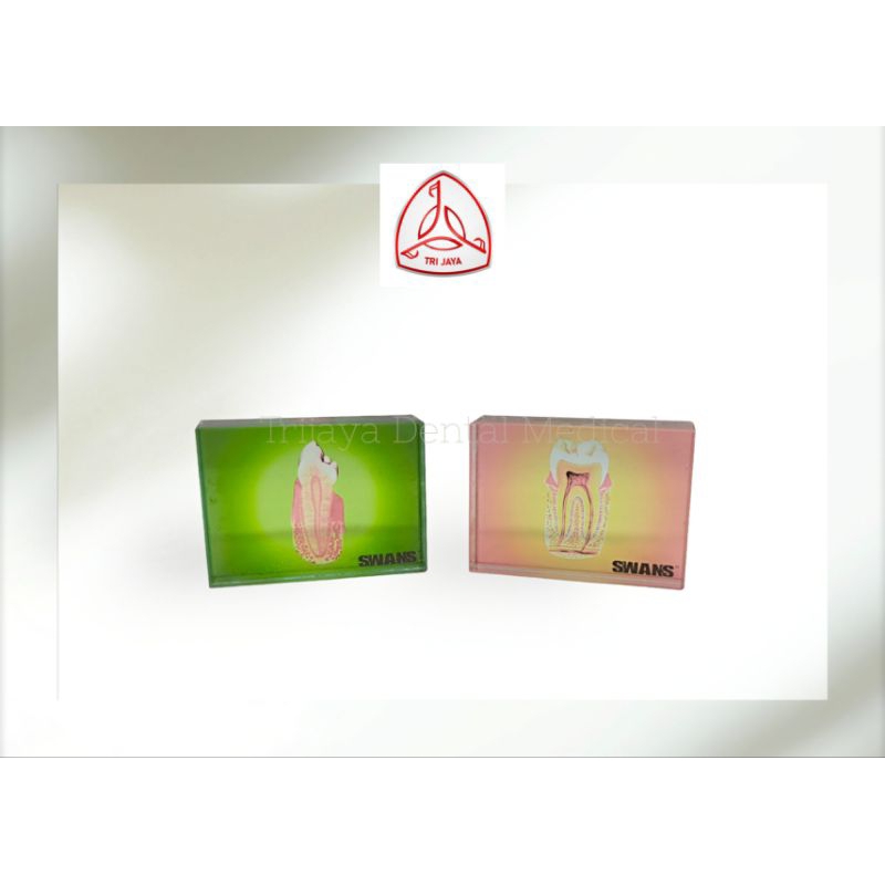 Hiasan klinik dokter gigi/ hiasan meja