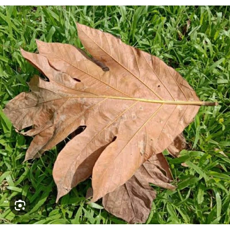 

daun kluwih kering 500gram