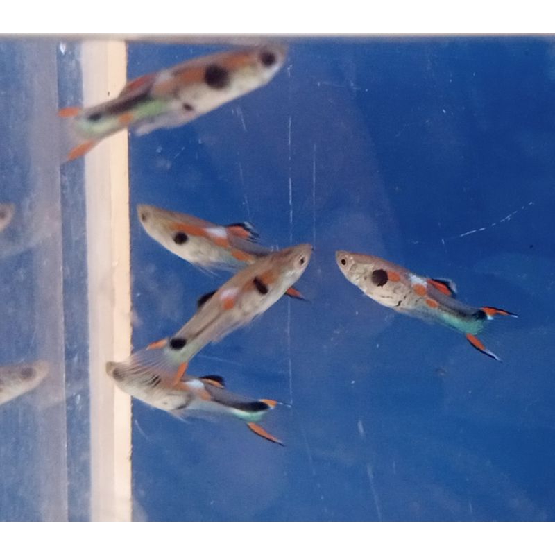 ikan Guppy Endler mini hiasan aquarium dan aquascape