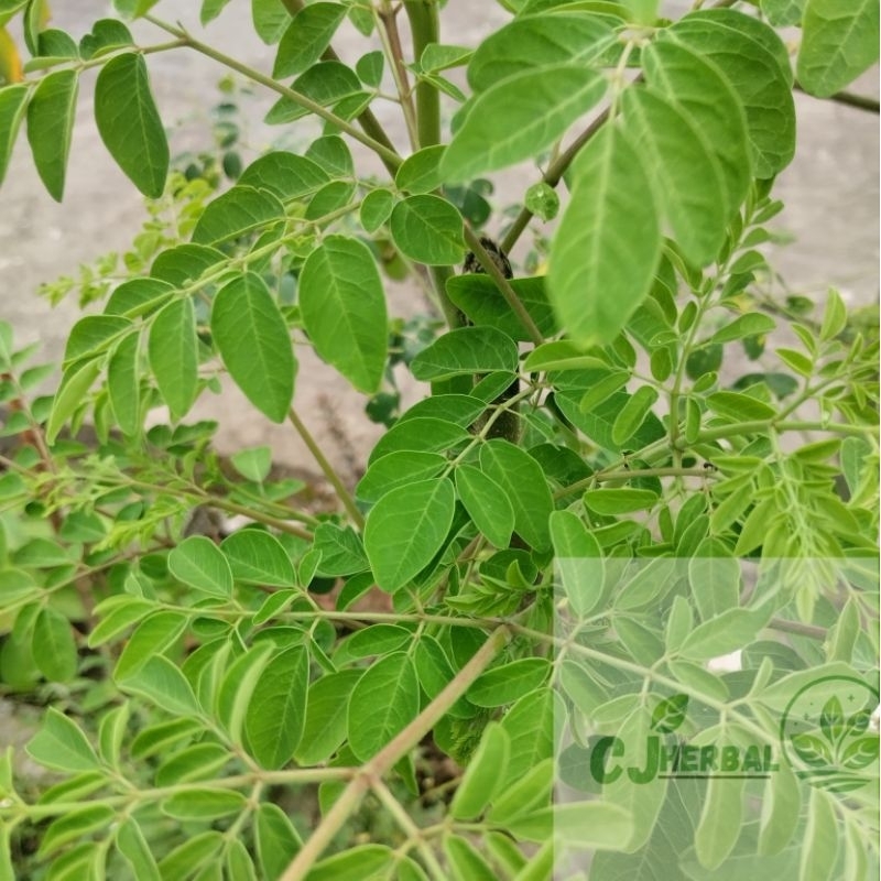 

Ready Daun Kelor Segar 100gram