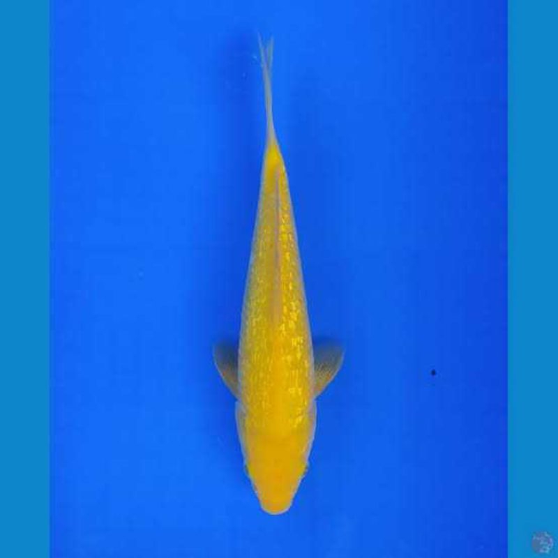 ikan koi karasi ginrin size 30cm