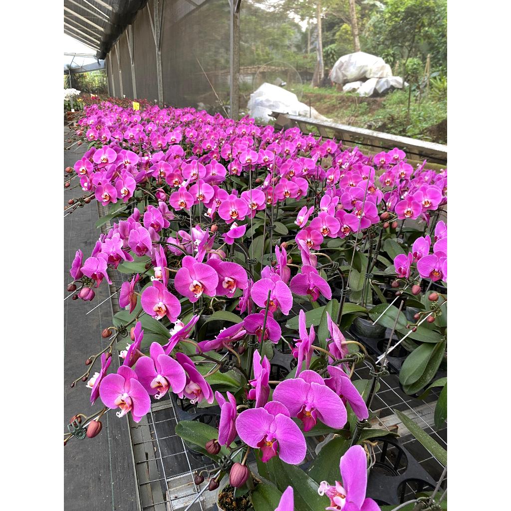 Bundling Anggrek Bulan Premium Dewasa + Spike