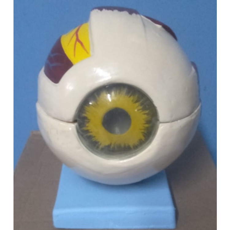 

ALAT PERAGA BOLA MATA ANATOMI / TORSO ANATOMI / ALAT PERAGA PENDIDIKAN/ PHANTOM / MANIKIN / MANEKIN