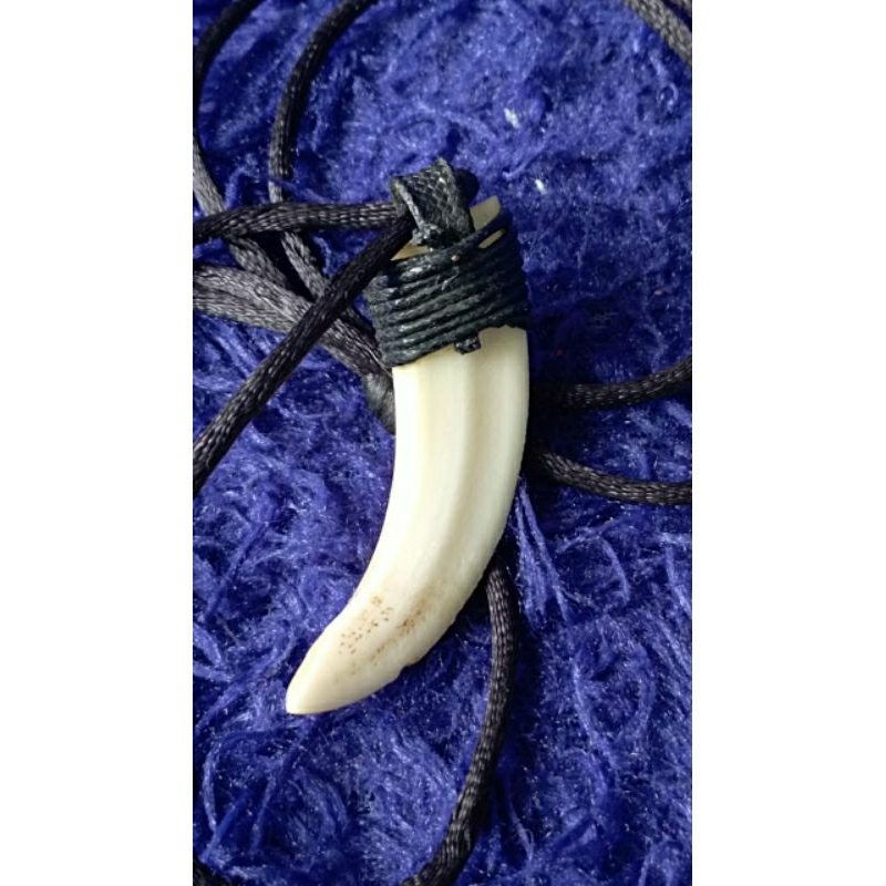 kalung taring babi asli