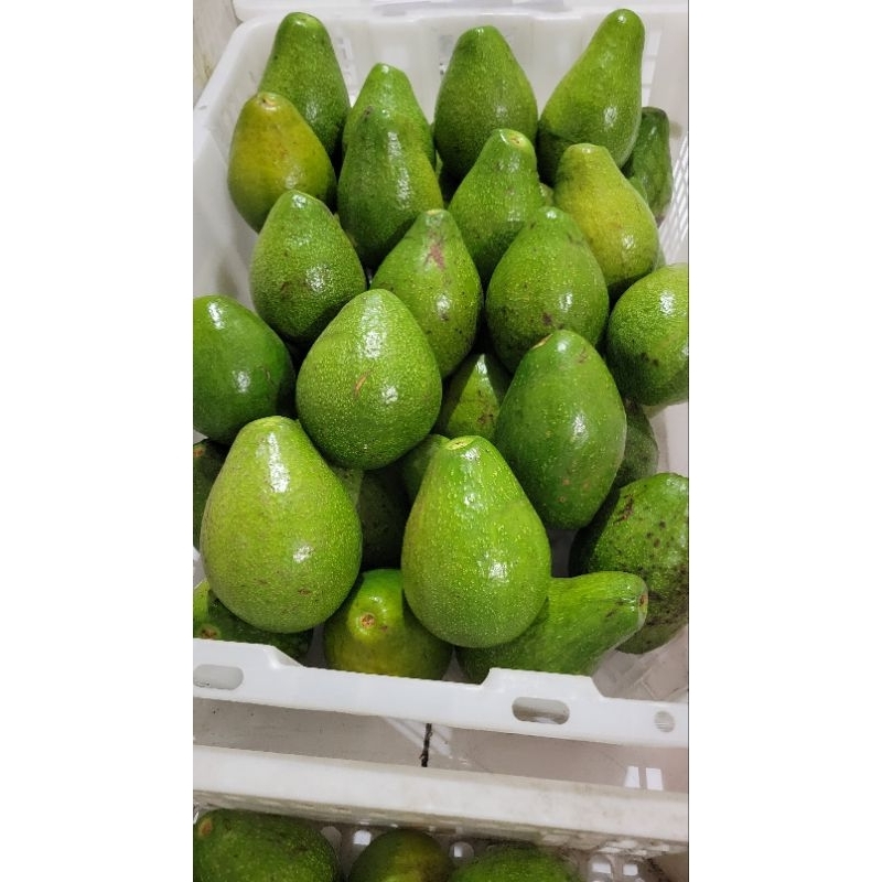

Alpukat Mentega 1 kg 4-5buah | Organik