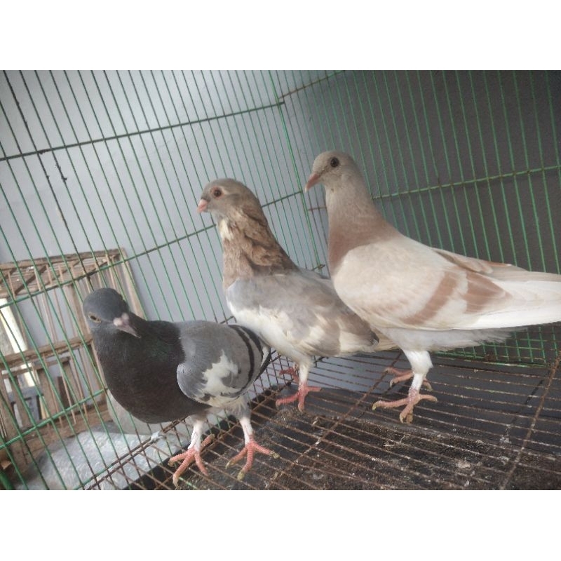 merpati Egypt Mesir 2 ekor hasil cross breading