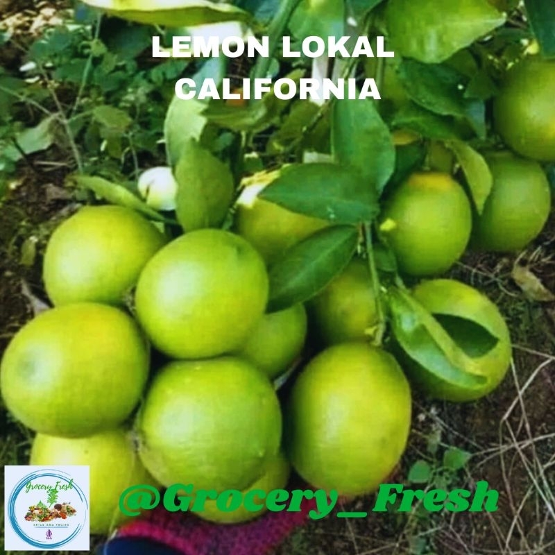 

Lemon Lokal Lemon California Fresh Segar Mengandung Vitamin C