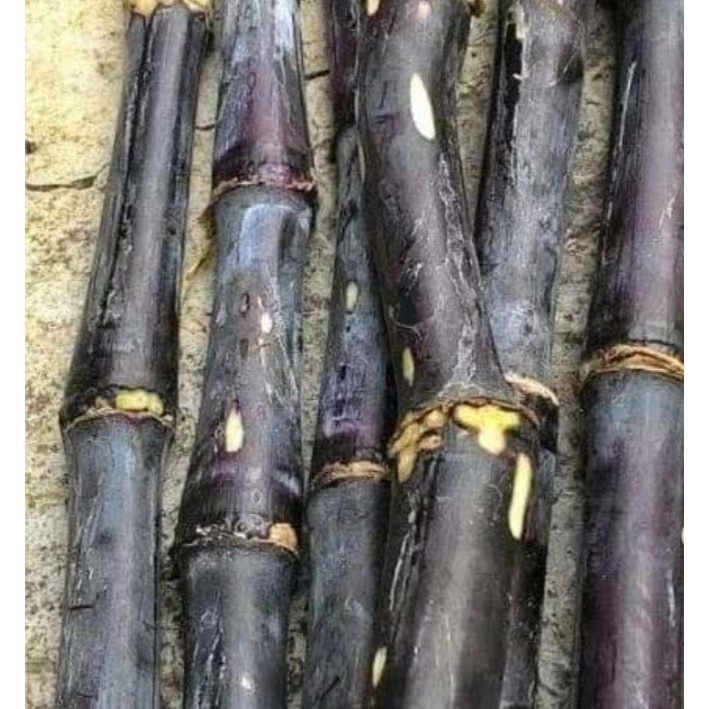 Bibit Tanaman Tebu Ireng Pohon Tebu Ireng Tiwu Hitam