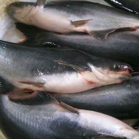 

Paket ikan patin segar