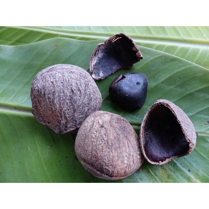Kluwek/ Pucung/Kepayang
