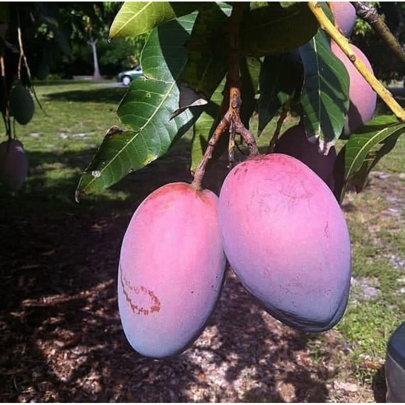 Bibit Mangga Erwin Irwin atau Mangga ungu okulasi (Berbunga)