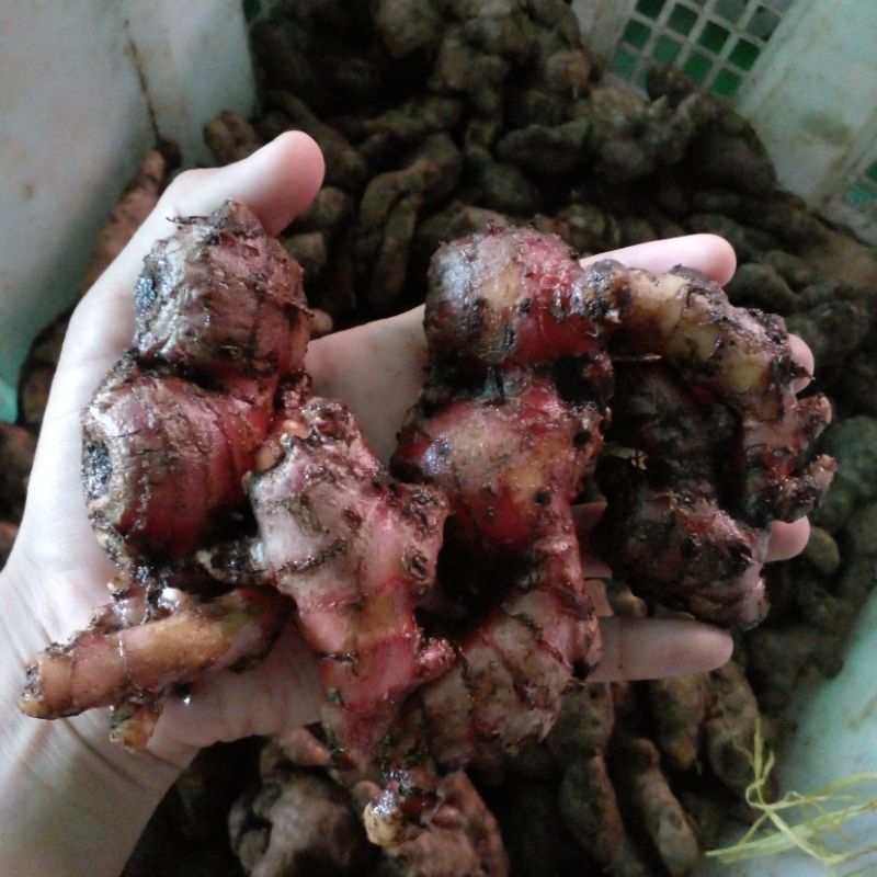 

jahe merah segar