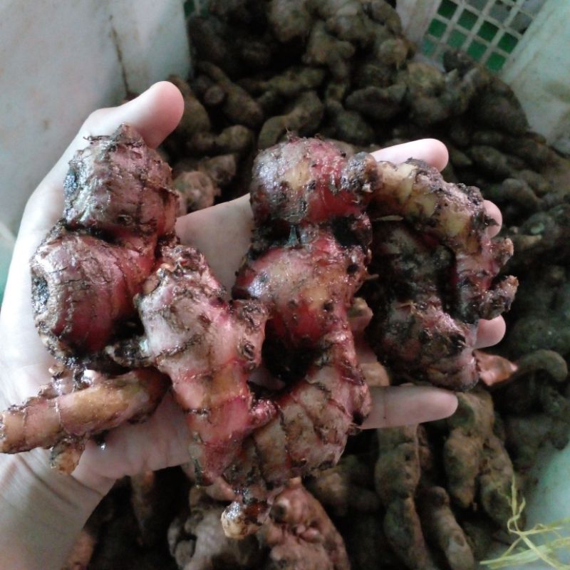 

jahe merah segar 250 gram