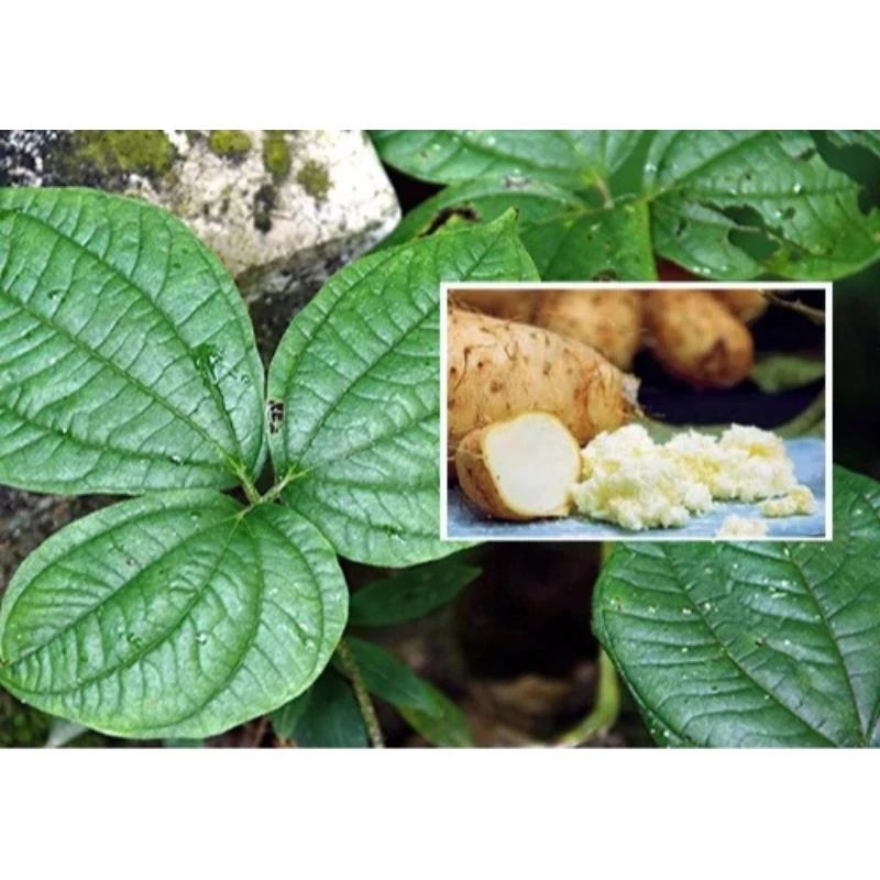 

umbi GADUNG 1kg PROMO!!!