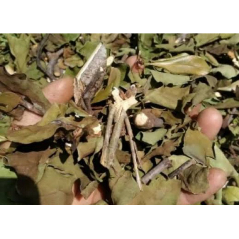 

Benalu jambu biji kering 500 gram-az