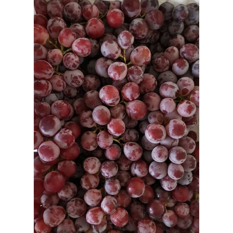 

anggur Red Globr