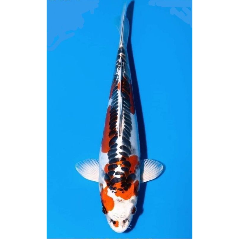

KOI KIKOKURYU/SHUSUI BLITAR BERKUALITAS UKURAN 17-20CM