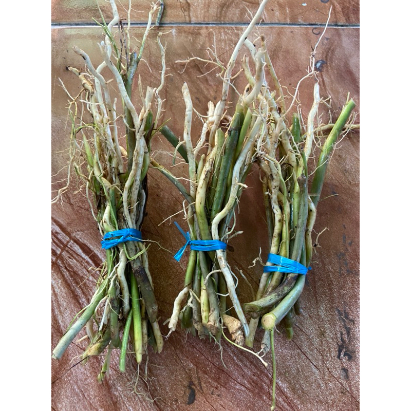 

Akar pandan wangi segar organik 200 gram-az