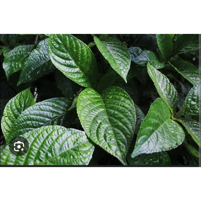 

Jual daun hijau dari tanaman tumbuhan botani KEJI BELING 1 KG FRESH SEGAR untuk herbal menurunkan gula darah peradangan,mengatasi diare sakit pinggang wasir dll