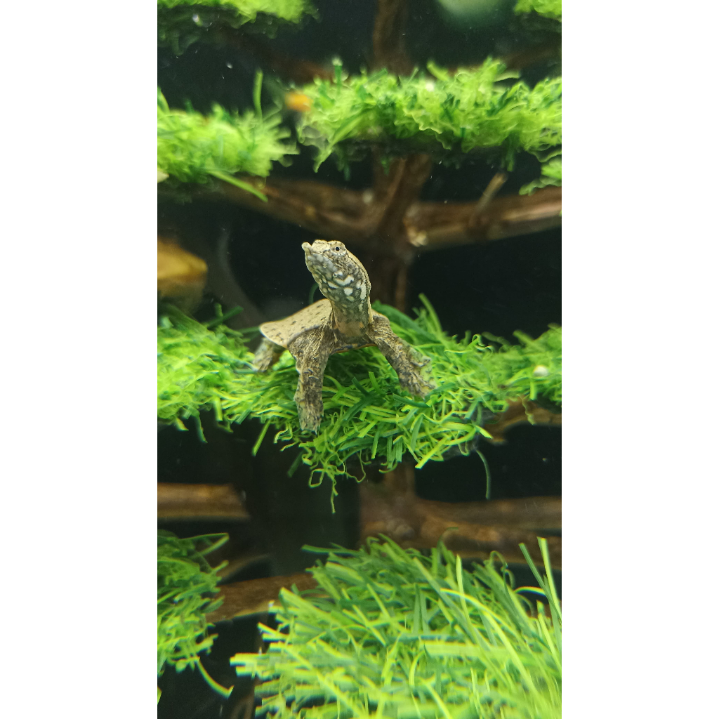 Bulus Amyda Pelodiscus 2-3cm