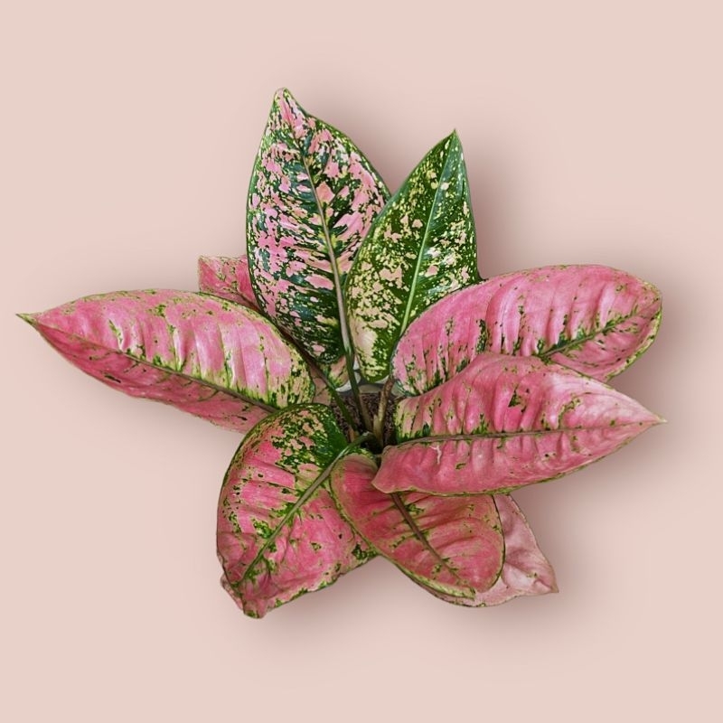 Aglonema Ruby Fanta