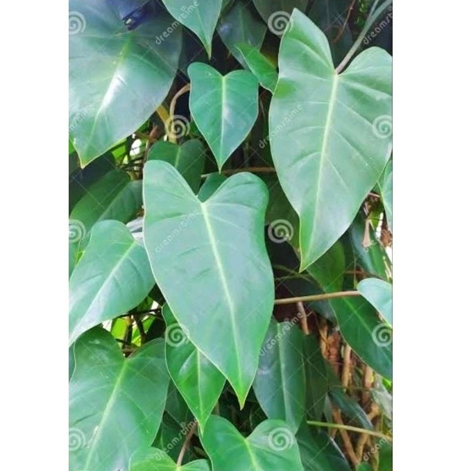 PHILODENDRON CORCOVANDA PHILO CORCOPANDA