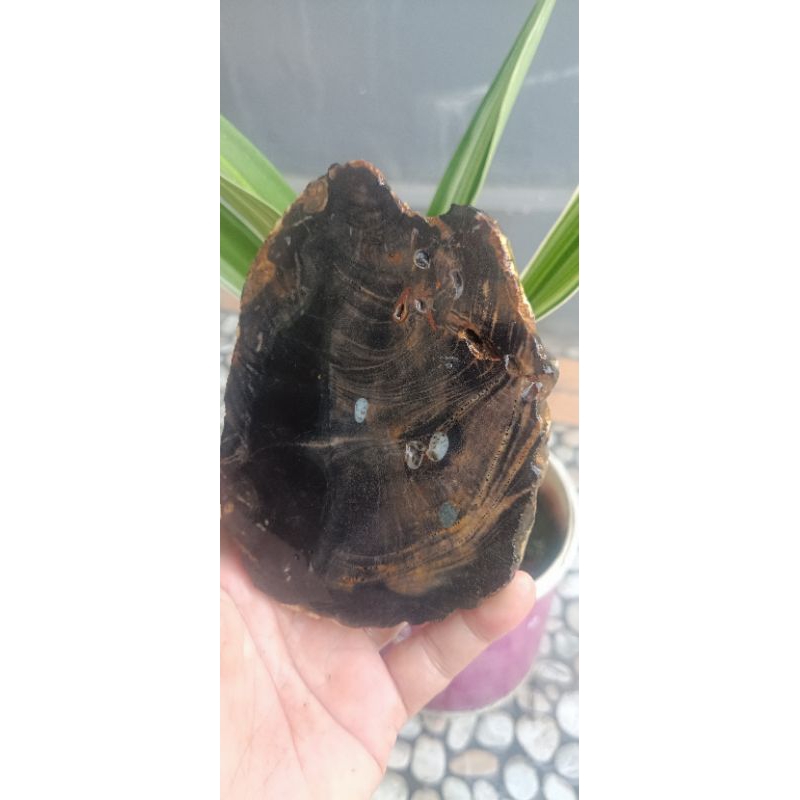 BATU BAHAN POSIL KAYU UNIK 32Y