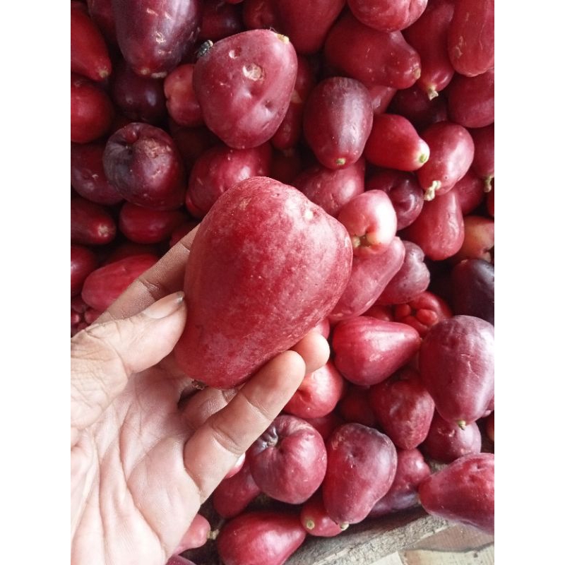 

jambu bol jambu jamaika merah matang segar 500 gram
