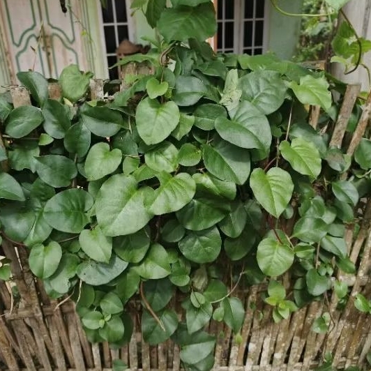 

daun binahong segar per lembar