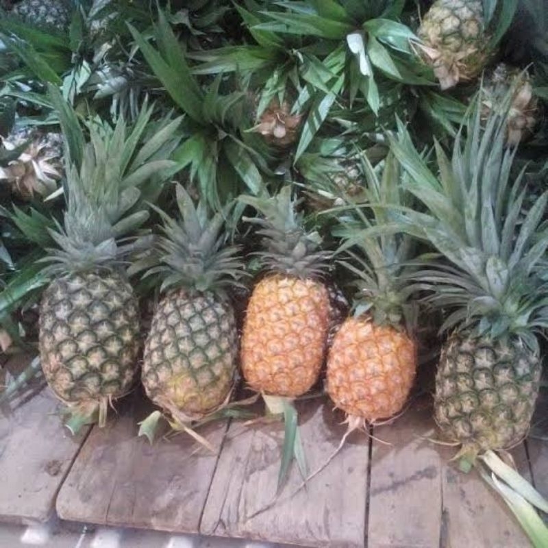 

nanas segar bagus baik berkualitas fresh