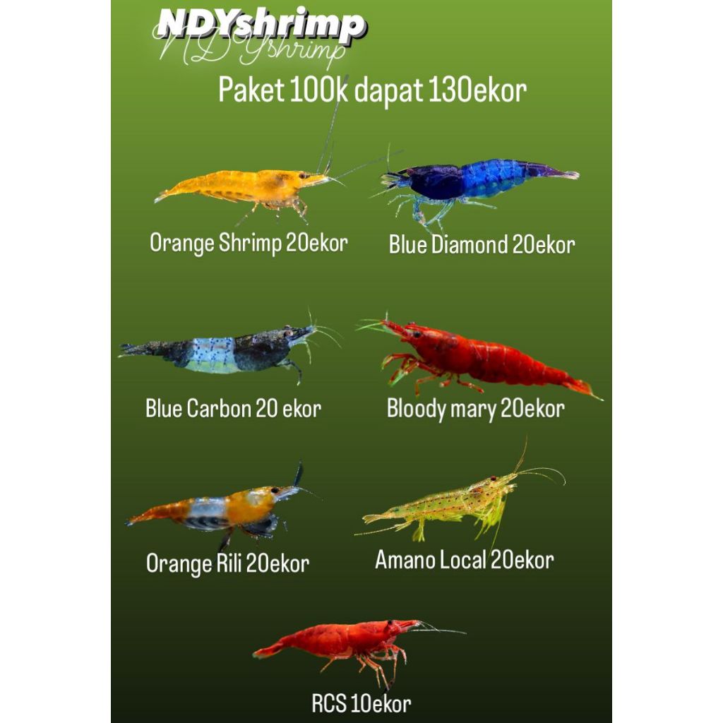 NDYshrimp-paket 100k total 130ekor 7 jenis udang Orange shrimp, Blue Diamond,Blue carbon,Bloody Mary