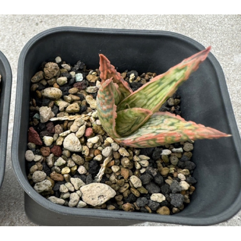 Aloe hybrid TCT “Dream”/ tanaman langka thailand