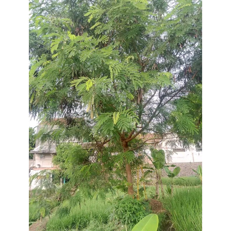 

pete cina50 lembar petey cina pete jepang kering obat gula