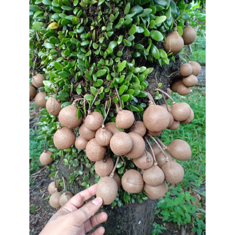 Bibit tanaman buah kepel buah burahol asli super langka