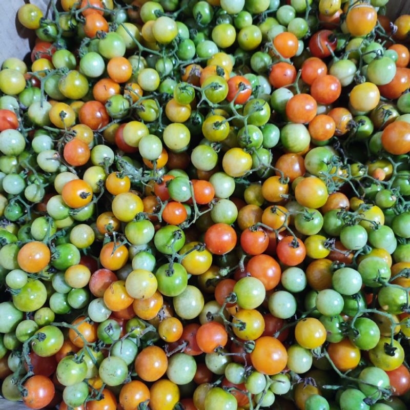 

Tomat Rampai 500gr Pengiriman REGULER