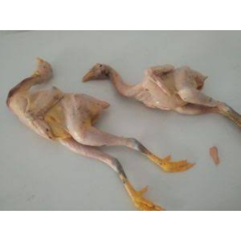 

ayam kampung 1kg-1,5kg utuh