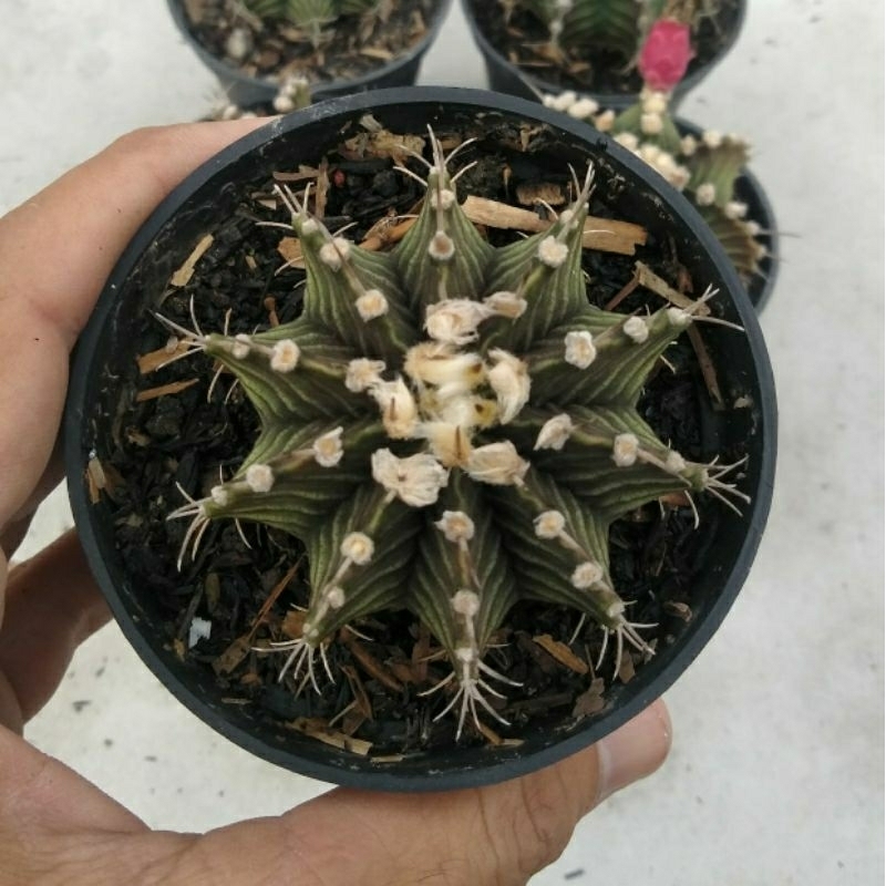 Kaktus LB hybrid/kaktus murah/kaktus mini