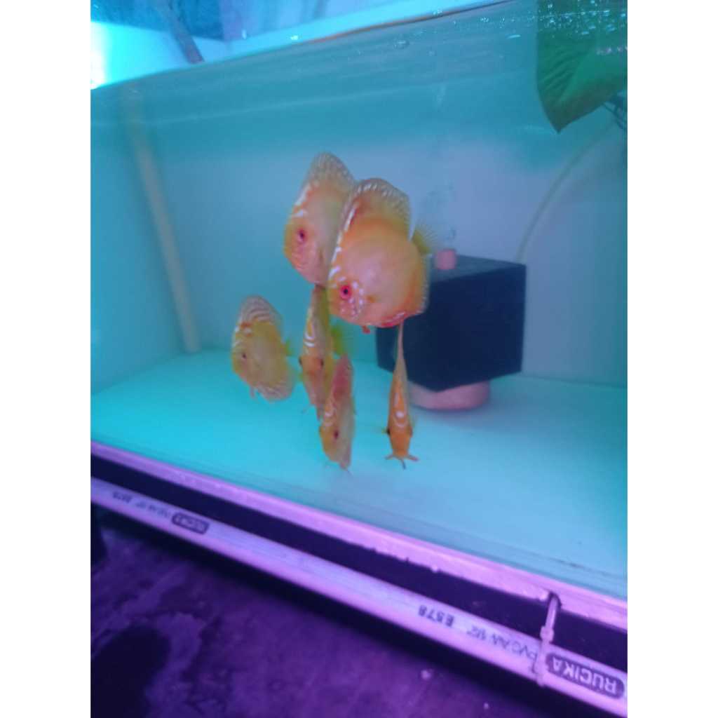 Discus Golden Yellow Marlboro 2,5" inch s/d 5' inch