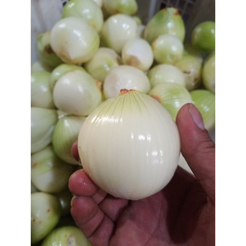 

Bawang Bombay Kupas 1 Kg Fresh