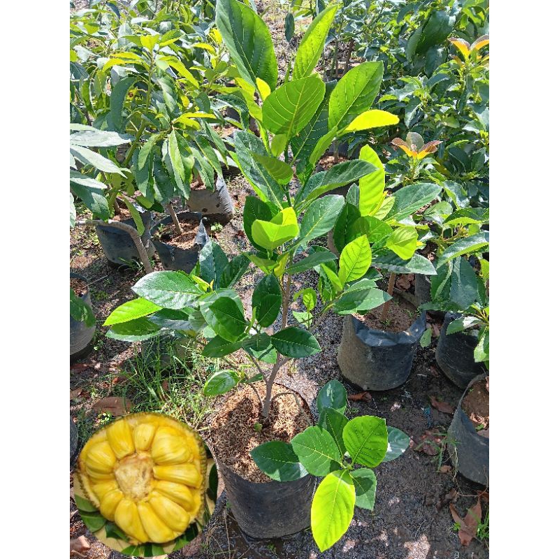 Bibit Tanaman Buah Nangka Madu | Nangka Madu