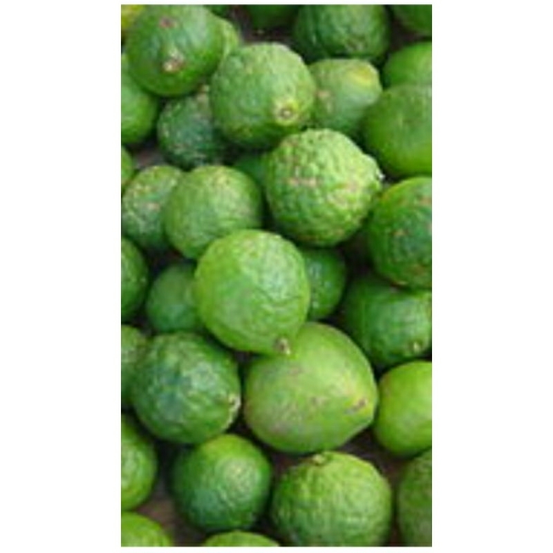 

buah jeruk purut fresh petik pohon sendiri termurah