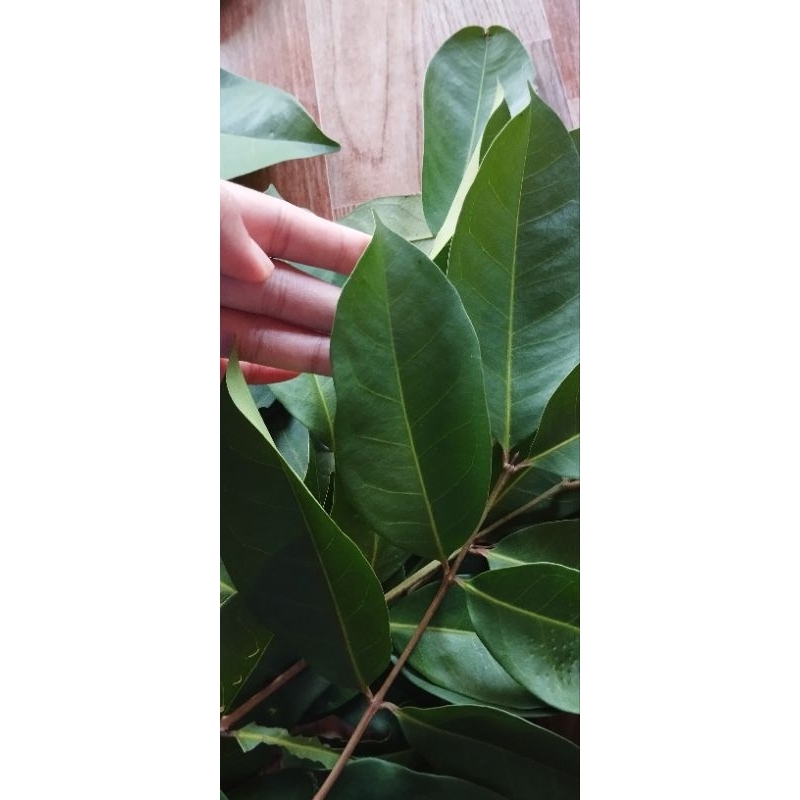 

DAUN SALAM SEGAR. 50 Lembar 2000